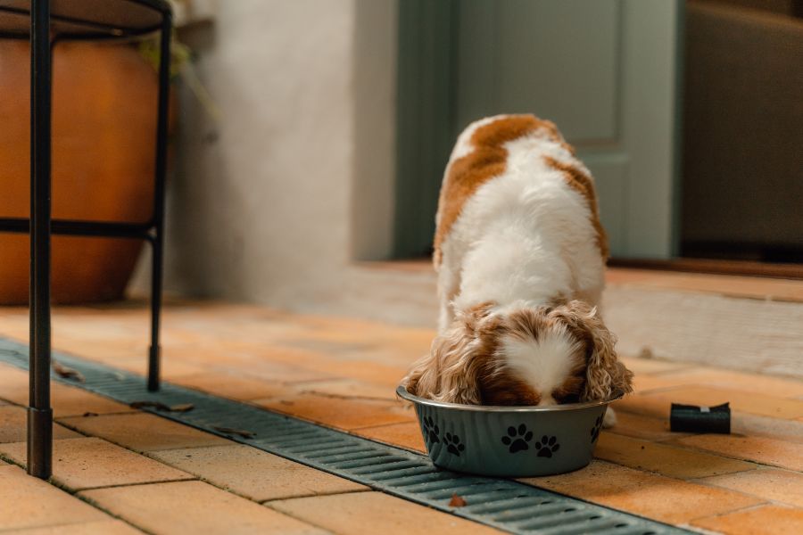 Pet friendly at Wildes Hotel